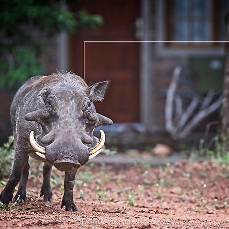 Tusk Bush Lodge Marloth Park Ngoại thất bức ảnh