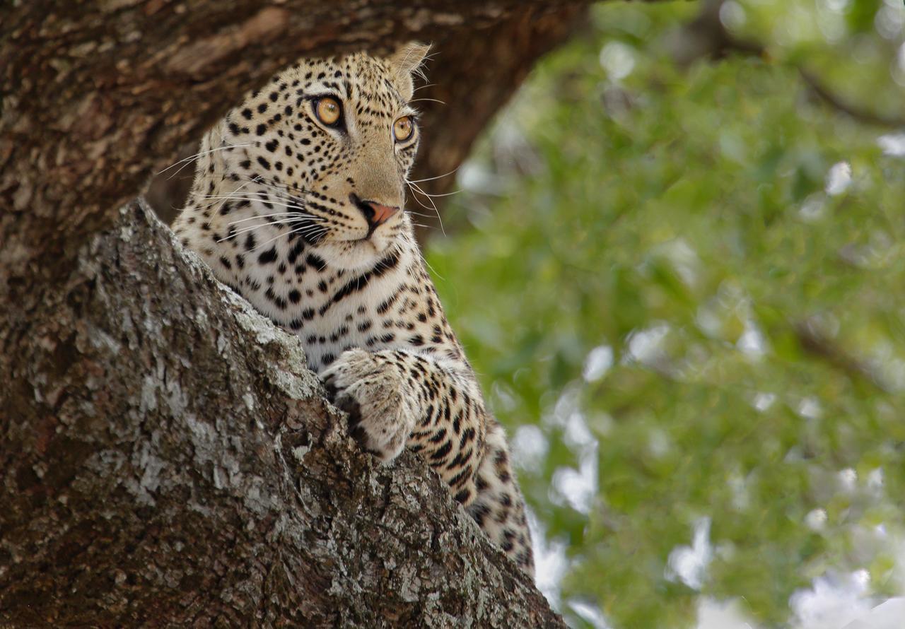 Tusk Bush Lodge Marloth Park Ngoại thất bức ảnh