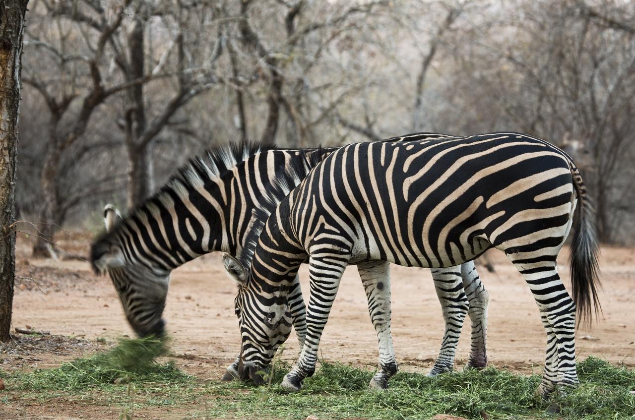Tusk Bush Lodge Marloth Park Ngoại thất bức ảnh
