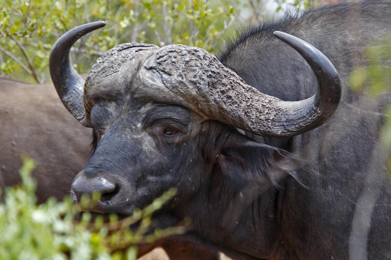 Tusk Bush Lodge Marloth Park Ngoại thất bức ảnh