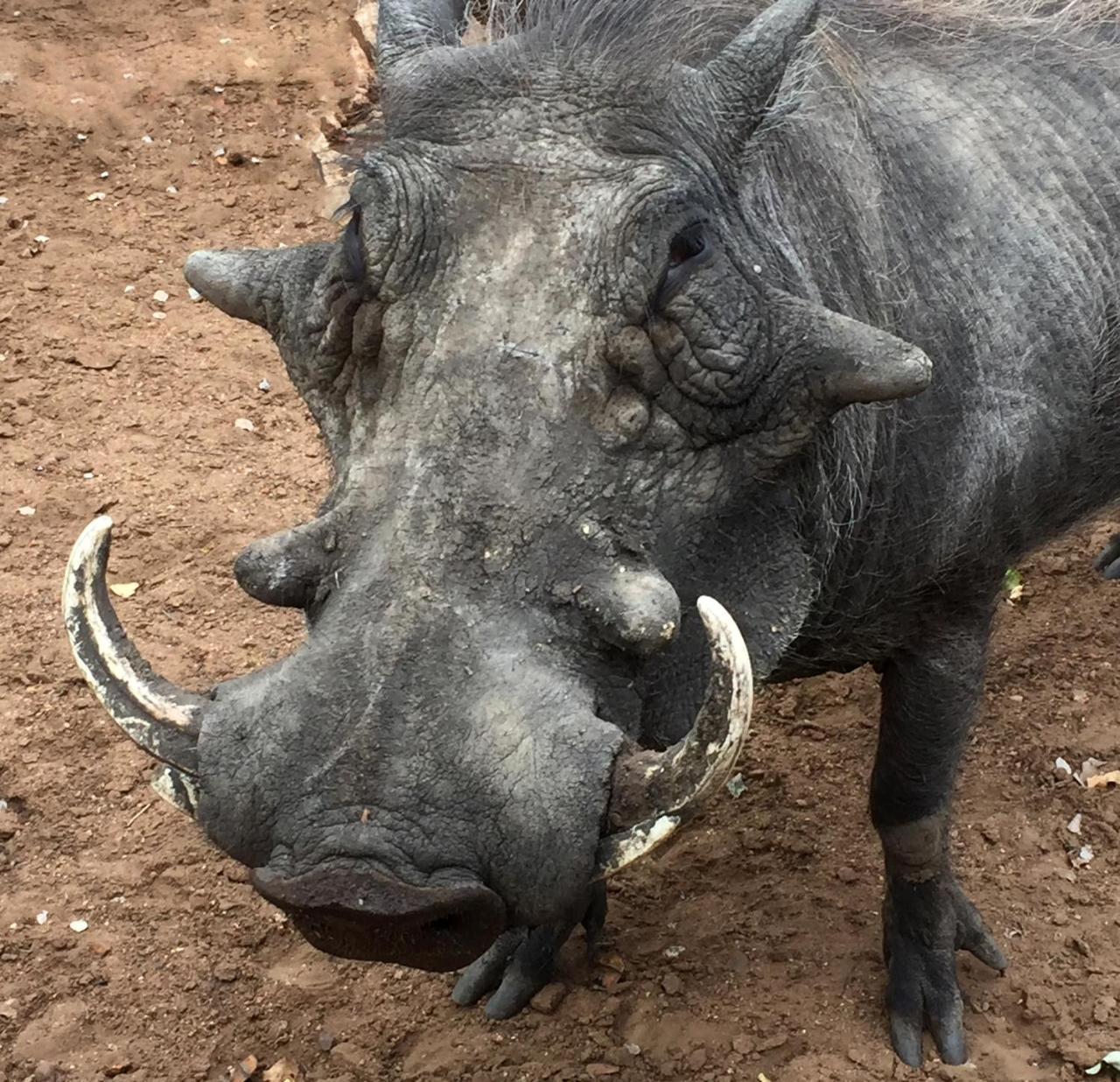 Tusk Bush Lodge Marloth Park Ngoại thất bức ảnh