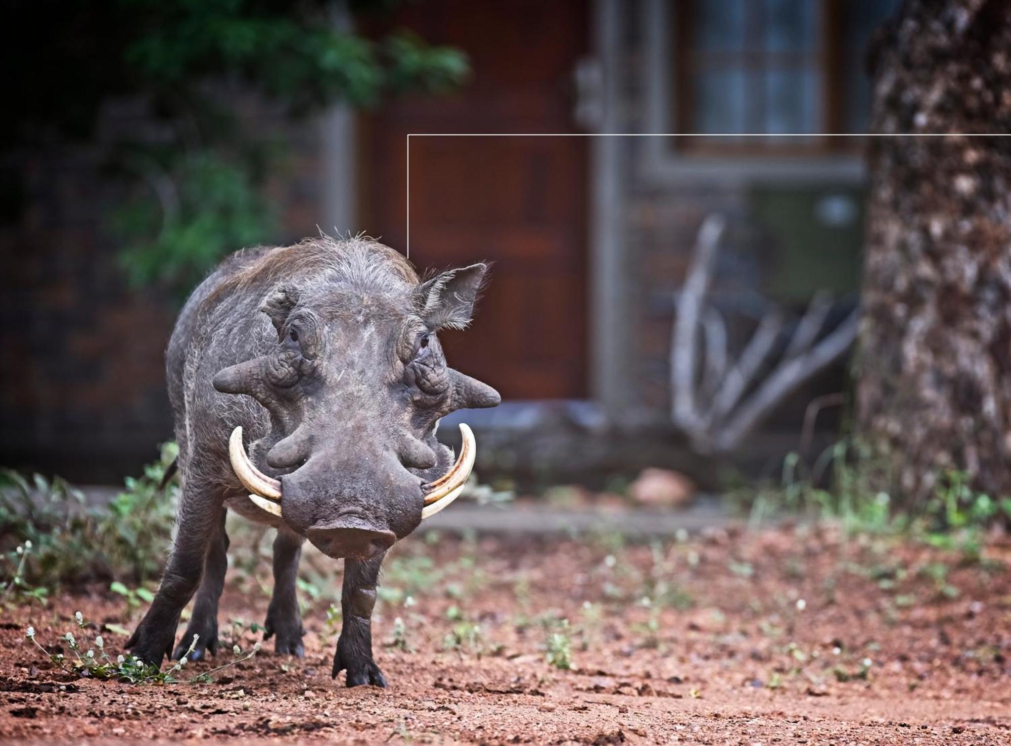 Tusk Bush Lodge Marloth Park Ngoại thất bức ảnh