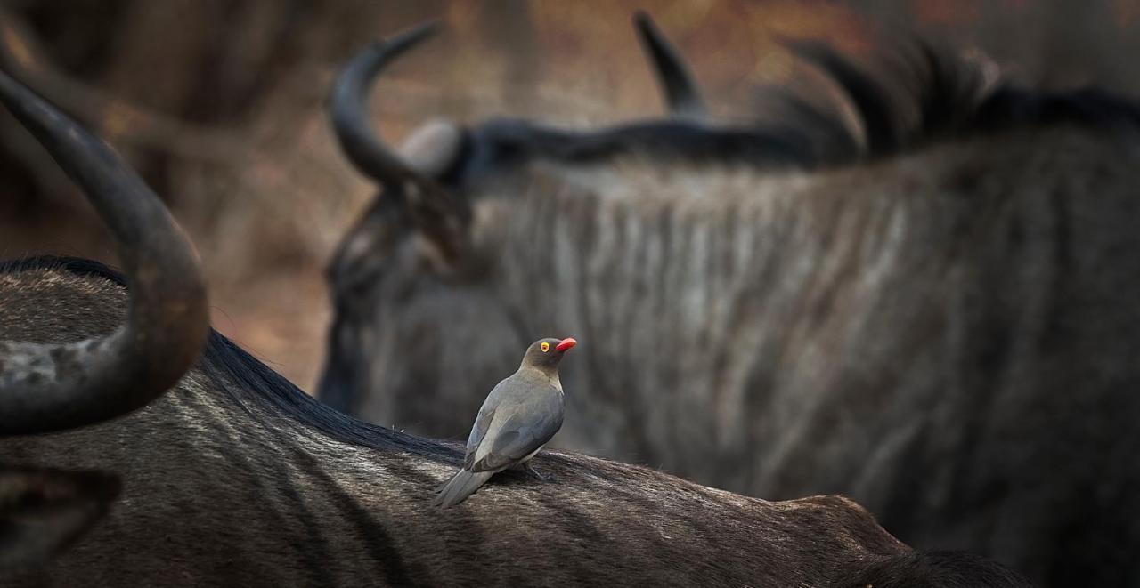 Tusk Bush Lodge Marloth Park Ngoại thất bức ảnh