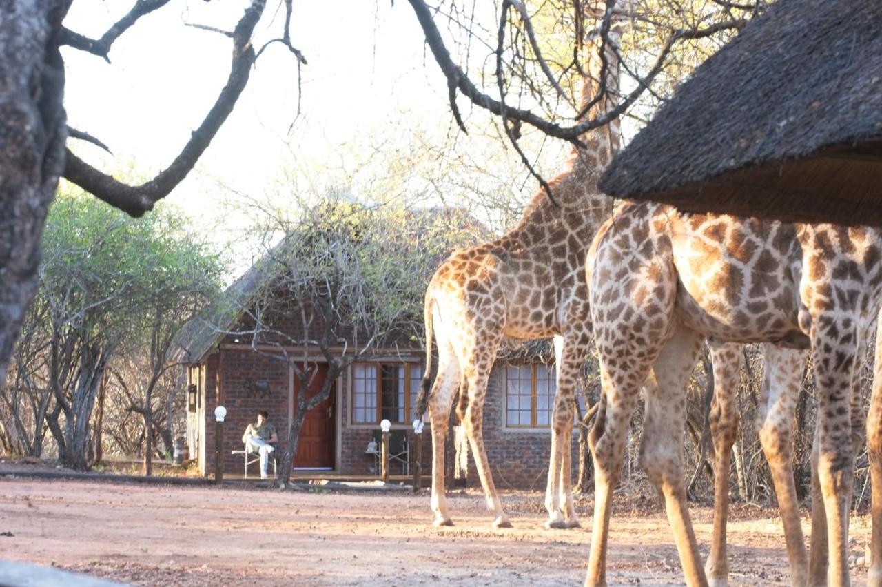 Tusk Bush Lodge Marloth Park Ngoại thất bức ảnh