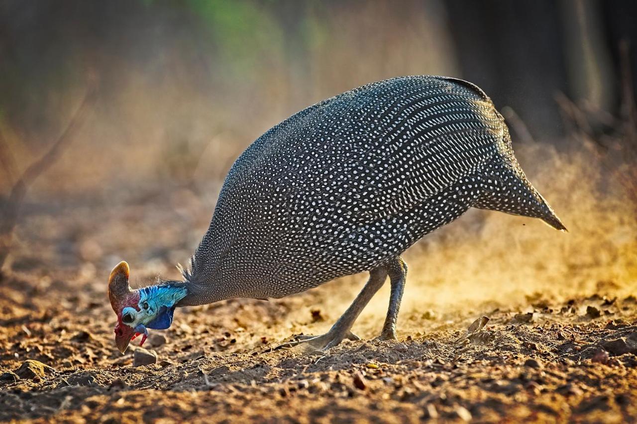 Tusk Bush Lodge Marloth Park Ngoại thất bức ảnh